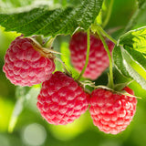 Raspberry Beaded Earrings