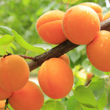 Apricot Beaded Earrings